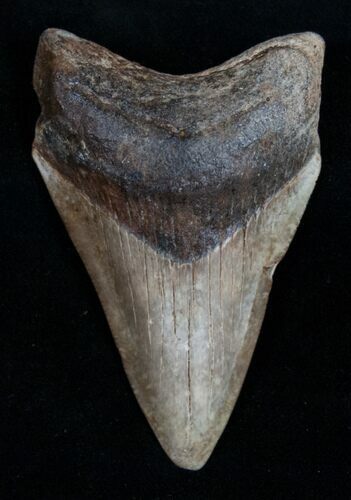 Light Colored Megalodon Tooth - Georgia #10979